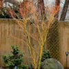 Gold Digger Yellow Bark Japanese Maple - 3 Gallon Pot (2-3') 1 Gold Digger Yellow Bark Japanese Maple - 3 Gallon Pot (2-3') -Wilson Bros Garden acer palmatum gold digger japanese maple 10