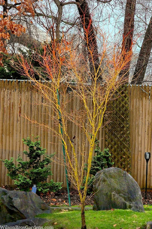 Gold Digger Yellow Bark Japanese Maple - 3 Gallon Pot (2-3') 3 Gold Digger Yellow Bark Japanese Maple - 3 Gallon Pot (2-3')