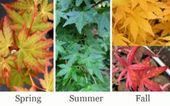 Gold Digger Yellow Bark Japanese Maple - 3 Gallon Pot (2-3') 13 Gold Digger Yellow Bark Japanese Maple - 3 Gallon Pot (2-3') -Wilson Bros Garden acer palmatum gold digger japanese maple 2