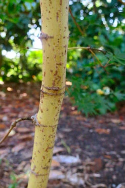 Gold Digger Yellow Bark Japanese Maple - 3 Gallon Pot (2-3') 15 Gold Digger Yellow Bark Japanese Maple - 3 Gallon Pot (2-3') -Wilson Bros Garden acer palmatum gold digger japanese maple 3