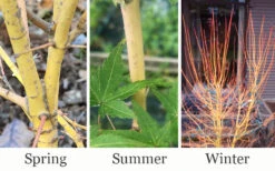 Gold Digger Yellow Bark Japanese Maple - 3 Gallon Pot (2-3') 12 Gold Digger Yellow Bark Japanese Maple - 3 Gallon Pot (2-3') -Wilson Bros Garden acer palmatum gold digger japanese maple 4