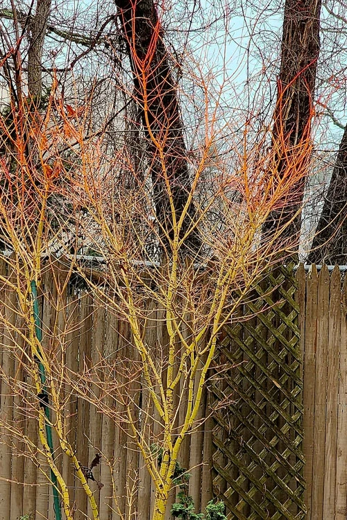 Gold Digger Yellow Bark Japanese Maple - 3 Gallon Pot (2-3') 8 Gold Digger Yellow Bark Japanese Maple - 3 Gallon Pot (2-3') - Image 6