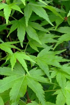 Green Leaf Japanese Maple (Acer Palmatum) - 5 Gallon Pot -Wilson Bros Garden acer palmatum green leaf japanese maple 2