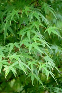 Green Leaf Japanese Maple (Acer Palmatum) - 5 Gallon Pot -Wilson Bros Garden acer palmatum green leaf japanese maple 5