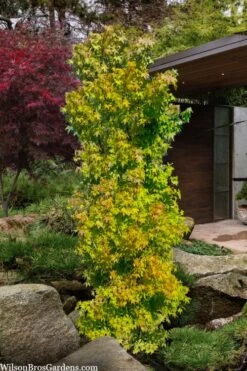 Skyscraper Columnar Japanese Maple - 1 Gallon Pot 10 Skyscraper Columnar Japanese Maple - 1 Gallon Pot -Wilson Bros Garden acer palmatum green pillar japanese maple 1 1
