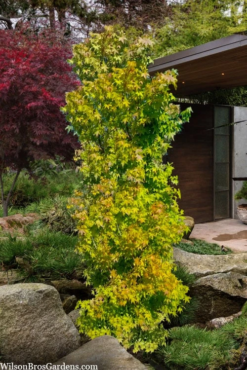 Skyscraper Columnar Japanese Maple - 1 Gallon Pot 6 Skyscraper Columnar Japanese Maple - 1 Gallon Pot - Image 4