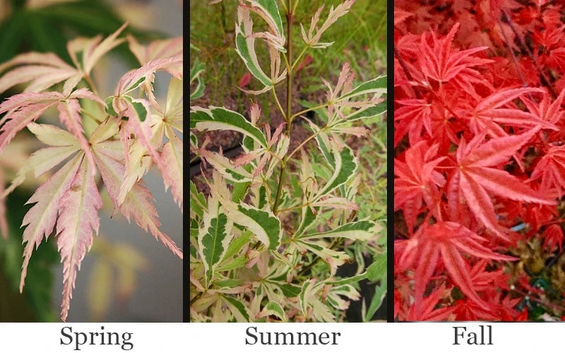 Hana Tsukasa Japanese Maple - 3 Gallon Pot (4-5') 6 Hana Tsukasa Japanese Maple - 3 Gallon Pot (4-5') - Image 4