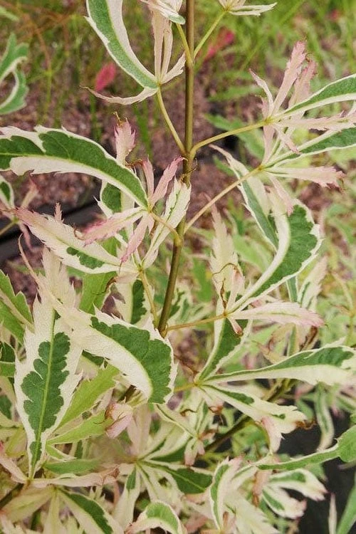 Hana Tsukasa Japanese Maple - 3 Gallon Pot (4-5') 8 Hana Tsukasa Japanese Maple - 3 Gallon Pot (4-5') - Image 6