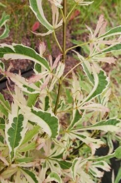 Hana Tsukasa Japanese Maple - 3 Gallon Pot (2-3') -Wilson Bros Garden acer palmatum hana tsukasa japanese maple 3