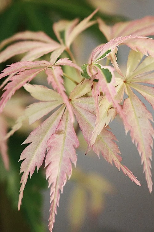 Hana Tsukasa Japanese Maple - 3 Gallon Pot (4-5') 3 Hana Tsukasa Japanese Maple - 3 Gallon Pot (4-5')