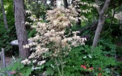 Hana Tsukasa Japanese Maple - 3 Gallon Pot (4-5') 12 Hana Tsukasa Japanese Maple - 3 Gallon Pot (4-5') -Wilson Bros Garden acer palmatum hana tsukasa japanese maple 7 1