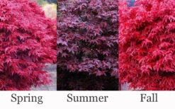 Hime Shojo Dwarf Red Japanese Maple - 3 Gallon Pot -Wilson Bros Garden acer palmatum hime shojo dwarf japanese maple 2