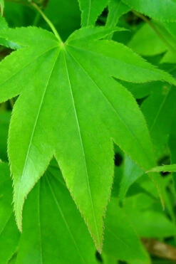 Hogyoku Japanese Maple - 1 Gallon Pot -Wilson Bros Garden acer palmatum hogyoku japanese maple 4 1