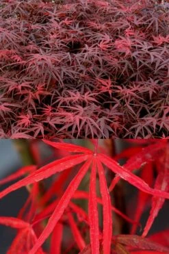 Hubb's Red Willow Japanese Maple - 3 Gallon Pot -Wilson Bros Garden acer palmatum hubbs red willow japanese maple 1