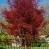 Hubb's Red Willow Japanese Maple - 3 Gallon Pot -Wilson Bros Garden acer palmatum hubbs red willow japanese maple 5