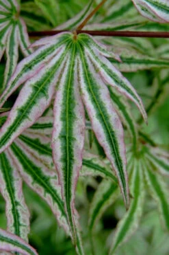 Ikandi Japanese Maple - 3 Gallon Pot (4-5') 19 Ikandi Japanese Maple - 3 Gallon Pot (4-5') -Wilson Bros Garden acer palmatum ikandi japanese maple 10