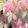 Ilarian Pink Variegated Japanese Maple - 7 Gallon Pot (4-5') -Wilson Bros Garden acer palmatum ilarian japanese maple 11