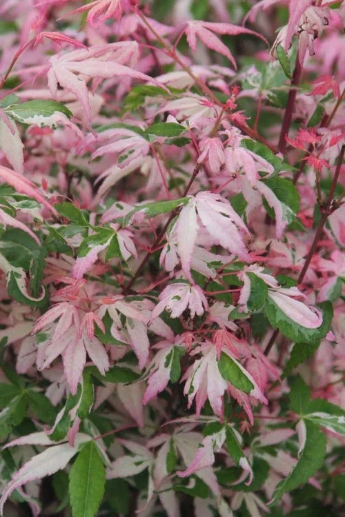 Ilarian Pink Variegated Japanese Maple - 3 Gallon Pot 6 Ilarian Pink Variegated Japanese Maple - 3 Gallon Pot - Image 4