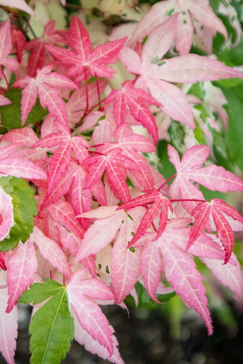 Ilarian Pink Variegated Japanese Maple - 3 Gallon Pot 8 Ilarian Pink Variegated Japanese Maple - 3 Gallon Pot - Image 6