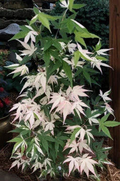 Ilarian Pink Variegated Japanese Maple - 7 Gallon Pot (4-5') -Wilson Bros Garden acer palmatum ilarian japanese maple 4