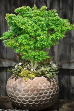 Jade Dragon Dwarf Japanese Maple - 3 Gallon Pot -Wilson Bros Garden acer palmatum jade dragon japanese maple 2