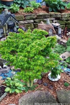 Jade Dragon Dwarf Japanese Maple - 3 Gallon Pot -Wilson Bros Garden acer palmatum jade dragon japanese maple 5