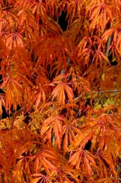 Jeddeloh Orange Japanese Maple - 3 Gallon Pot -Wilson Bros Garden acer palmatum jeddeloh orange japanese maple 1 1