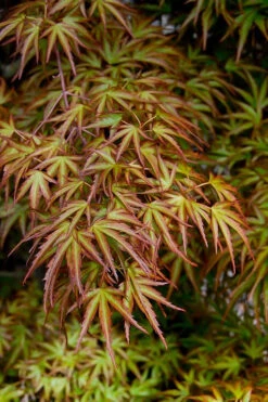 Eagle's ClawJapanese Maple - (Acer Palmatum 'Kamagata') - 3 Gallon Pot -Wilson Bros Garden acer palmatum kamagata eagles claw japanese maple 2