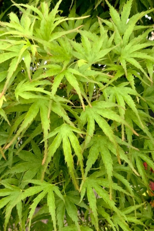 Eagle's Claw Japanese Maple - (Acer Palmatum 'Kamagata') - 3 Gallon Pot 7 Eagle's Claw Japanese Maple - (Acer Palmatum 'Kamagata') - 3 Gallon Pot - Image 5