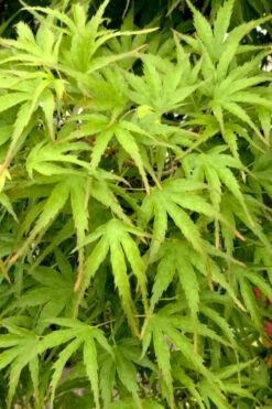 Eagle's ClawJapanese Maple - (Acer Palmatum 'Kamagata') - 3 Gallon Pot -Wilson Bros Garden acer palmatum kamagata eagles claw japanese maple 3