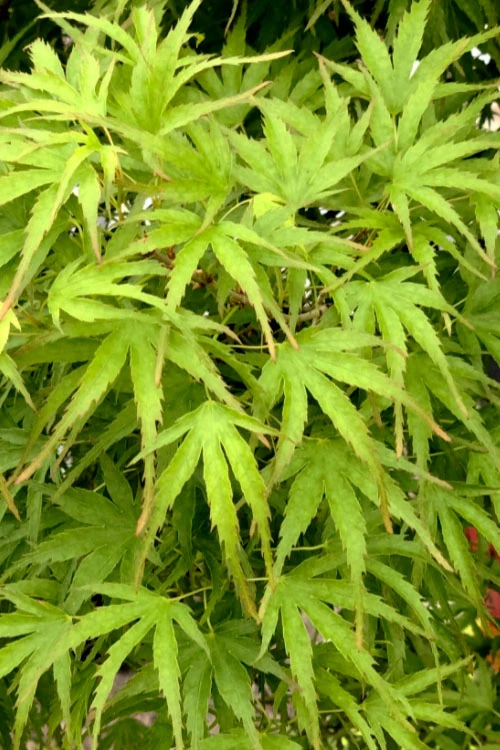 Eagle's ClawJapanese Maple - (Acer Palmatum 'Kamagata') - 2 Gallon Pot 7 Eagle's ClawJapanese Maple - (Acer Palmatum 'Kamagata') - 2 Gallon Pot - Image 5