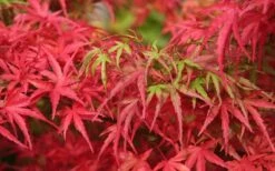 Eagle's Claw Japanese Maple - (Acer Palmatum 'Kamagata') - 5 Gallon Pot -Wilson Bros Garden acer palmatum kamagata eagles claw japanese maple 4 2