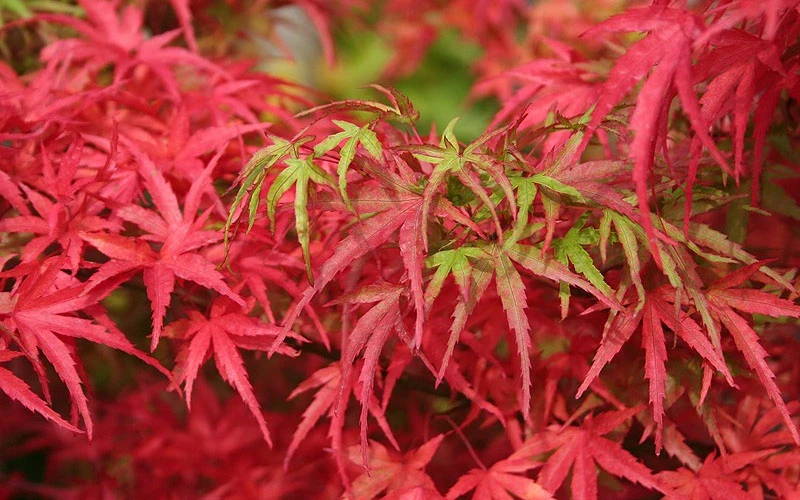 Eagle's ClawJapanese Maple - (Acer Palmatum 'Kamagata') - 5 Gallon Pot 8 Eagle's ClawJapanese Maple - (Acer Palmatum 'Kamagata') - 5 Gallon Pot - Image 6