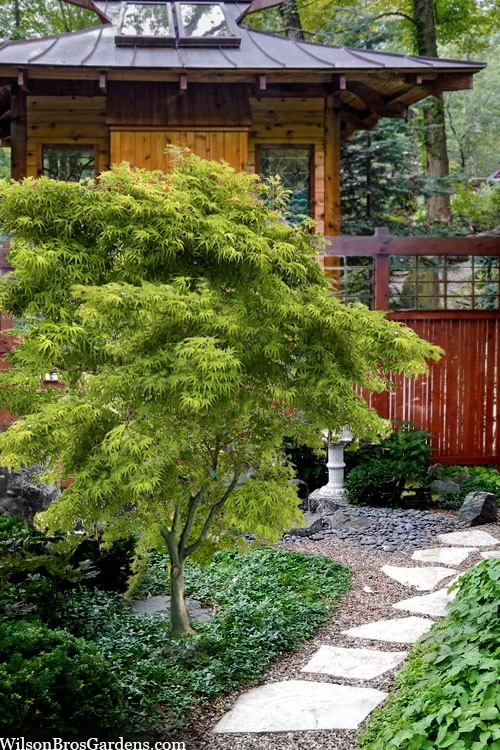 Eagle's ClawJapanese Maple - (Acer Palmatum 'Kamagata') - 2 Gallon Pot 3 Eagle's ClawJapanese Maple - (Acer Palmatum 'Kamagata') - 2 Gallon Pot