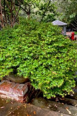 Kiyohime Spreading Japanese Maple - 2 Gallon Pot 19 Kiyohime Spreading Japanese Maple - 2 Gallon Pot -Wilson Bros Garden acer palmatum kiyohime dwarf japanese maple 10 1