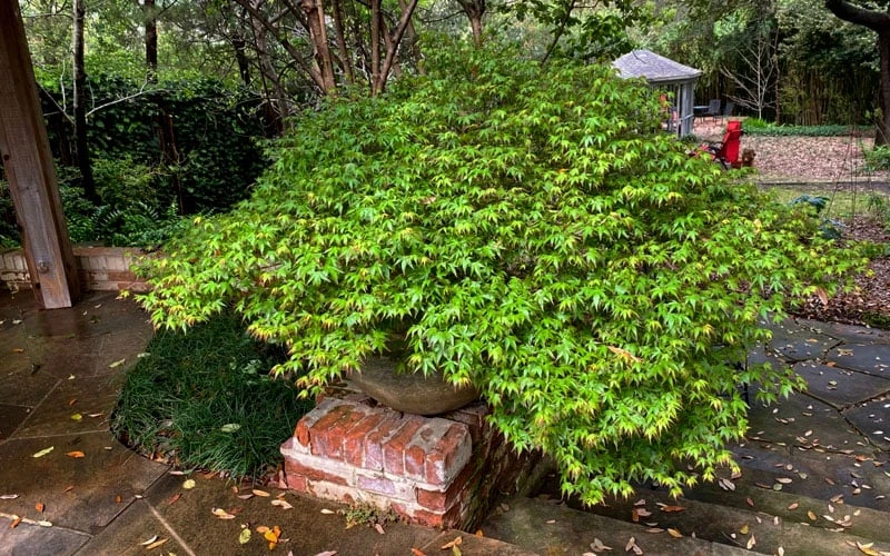 Kiyohime Spreading Japanese Maple - 2 Gallon Pot 6 Kiyohime Spreading Japanese Maple - 2 Gallon Pot - Image 4
