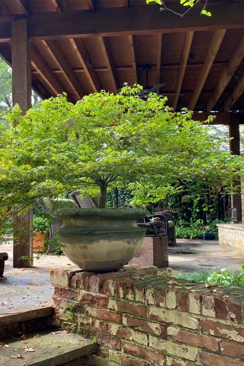 Kiyohime Spreading Japanese Maple - 2 Gallon Pot 8 Kiyohime Spreading Japanese Maple - 2 Gallon Pot - Image 6
