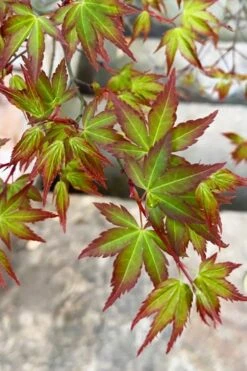 Kiyohime Spreading Japanese Maple - 2 Gallon Pot 18 Kiyohime Spreading Japanese Maple - 2 Gallon Pot -Wilson Bros Garden acer palmatum kiyohime dwarf japanese maple 4 1