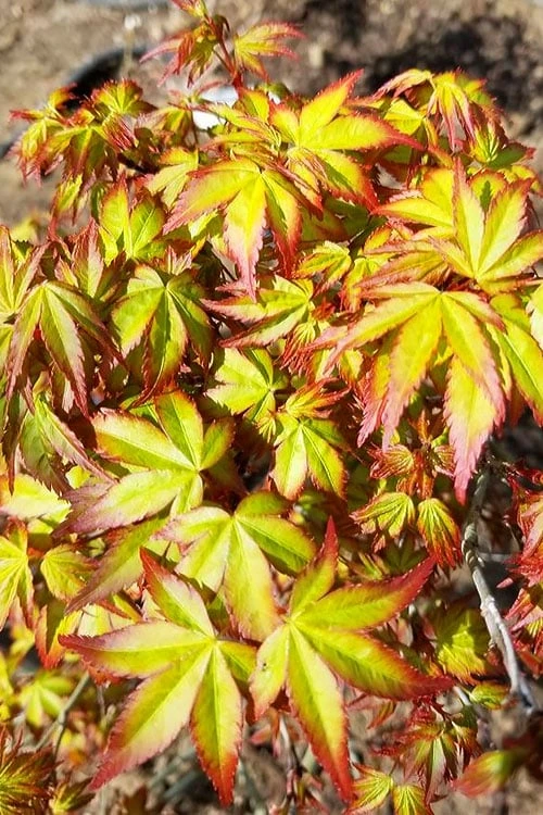 Kiyohime Spreading Japanese Maple - 1 Gallon Pot 9 Kiyohime Spreading Japanese Maple - 1 Gallon Pot - Image 7