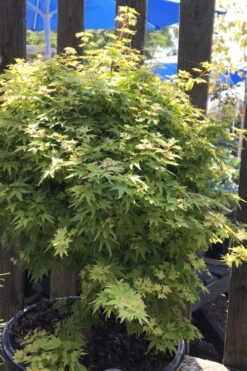 Koto Maru Dwarf Japanese Maple - 3 Gallon Pot -Wilson Bros Garden acer palmatum koto maru dwarf japanese maple 1