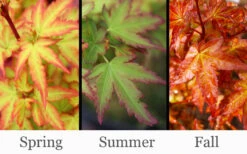 Koto Maru Dwarf Japanese Maple - 3 Gallon Pot -Wilson Bros Garden acer palmatum koto maru dwarf japanese maple 11