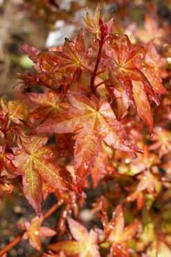 Koto Maru Dwarf Japanese Maple - 3 Gallon Pot -Wilson Bros Garden acer palmatum koto maru dwarf japanese maple 12