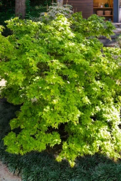 Koto Maru Dwarf Japanese Maple - 3 Gallon Pot -Wilson Bros Garden acer palmatum koto maru dwarf japanese maple 14
