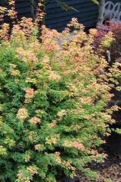 Koto Maru Dwarf Japanese Maple - 3 Gallon Pot -Wilson Bros Garden acer palmatum koto maru dwarf japanese maple 2