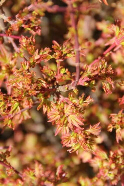 Koto Maru Dwarf Japanese Maple - 3 Gallon Pot -Wilson Bros Garden acer palmatum koto maru dwarf japanese maple 3