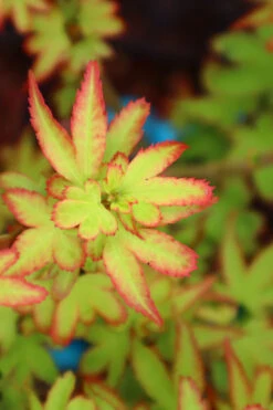 Koto Maru Dwarf Japanese Maple - 3 Gallon Pot -Wilson Bros Garden acer palmatum koto maru dwarf japanese maple 5