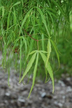 Harp Strings Japanese Maple (Acer Palmatum 'Koto No Ito') - 1 Gallon Pot -Wilson Bros Garden acer palmatum koto no ito japanese maple 10 2