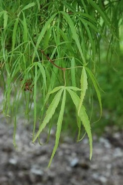 Koto No Ito Japanese Maple - 1 Gallon Pot 14 Koto No Ito Japanese Maple - 1 Gallon Pot -Wilson Bros Garden acer palmatum koto no ito japanese maple 10