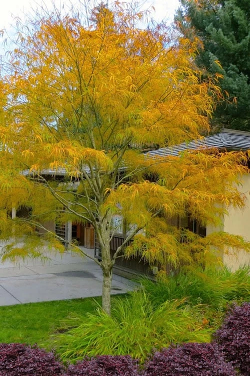 Koto No Ito Japanese Maple - 1 Gallon Pot 3 Koto No Ito Japanese Maple - 1 Gallon Pot