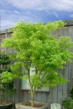 Harp Strings Japanese Maple (Acer Palmatum 'Koto No Ito') - 3 Gallon Pot 17 Harp Strings Japanese Maple (Acer Palmatum 'Koto No Ito') - 3 Gallon Pot -Wilson Bros Garden acer palmatum koto no ito japanese maple 12 3